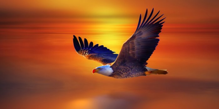 1920x1080 Eagle Wallpapers Free Download - PixelsTalk.Net