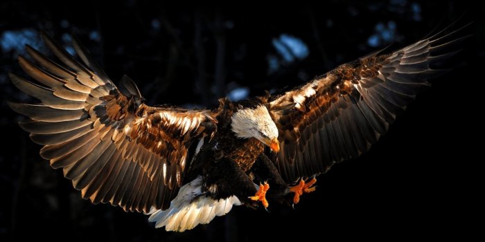 1920x1200 2933515 / eagle wallpaper | Cool wallpapers for me!