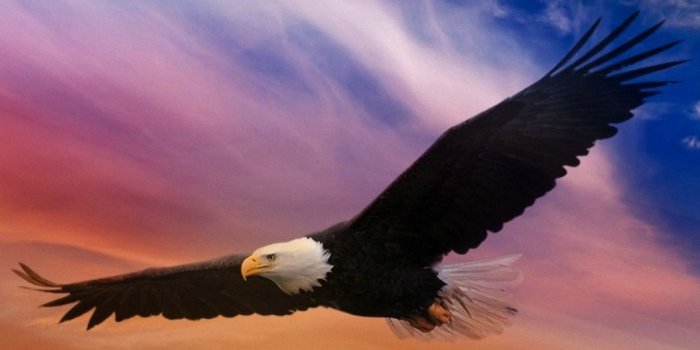 1080x1920 Eagle Wallpaper iPhone HD - 2021 3D iPhone Wallpaper