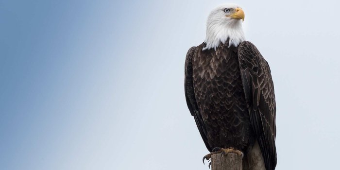 1920x1080 30 Eagle Wallpapers - Wallpaperboat