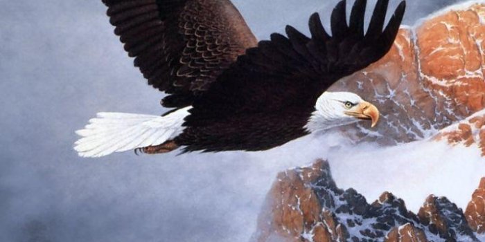 720x1280 Eagle Wallpaper for Android - APK Download