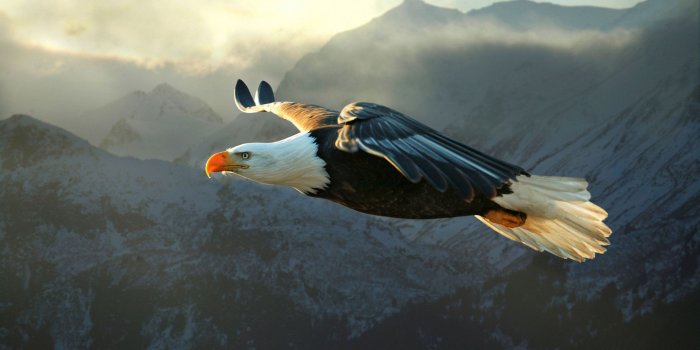2560x1440 Eagle wallpaper - Animal wallpapers - #46772