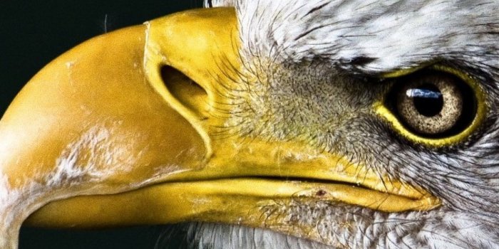 750x1200 Bald Eagle Wallpaper - Wallpapers For Tech - Bird Wallpapers