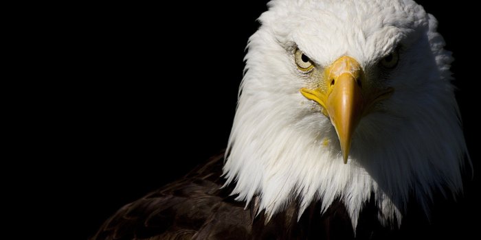 1983x1189 2933518 / eagle wallpaper | Cool wallpapers for me!