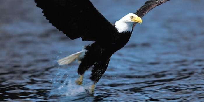 1024x768 Eagles Desktop Backgrounds FREE Pictures on GreePX