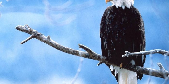 1024x768 Eagle Wallpaper 1 - Desktop Wallpapers HD