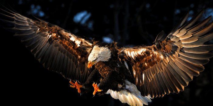 1280x800 Eagle wallpaper | 1280x800 | #3693