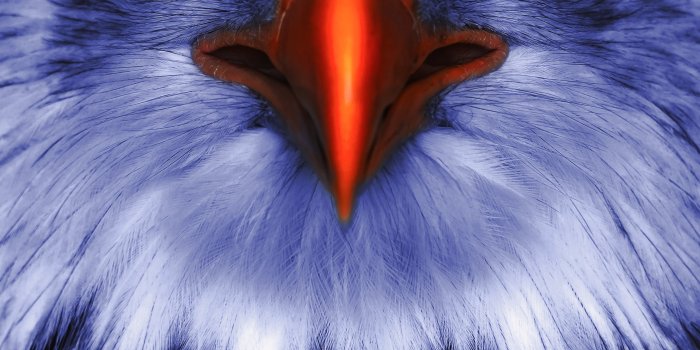 2460x4346 Brightened eagle Wallpaper ID:5301