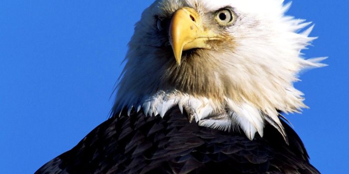 1200x900 Sea eagle wallpapers HD | Download Free backgrounds