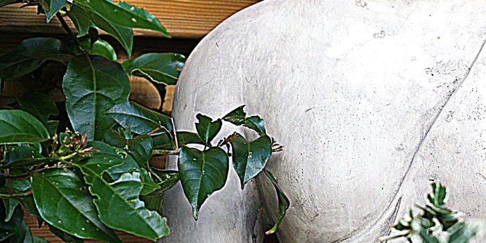 1284x2778 gautama buddha statue free image iPhone Wallpapers Free Download