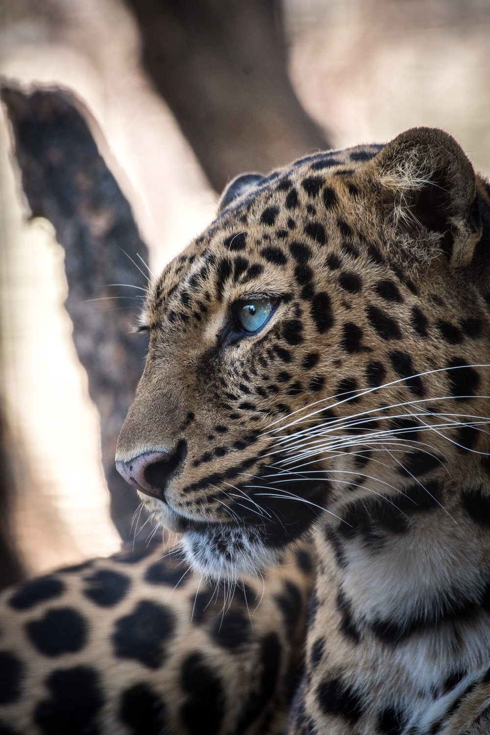 1000x1500 100+ Leopard Pictures | Download Free Images on Unsplash