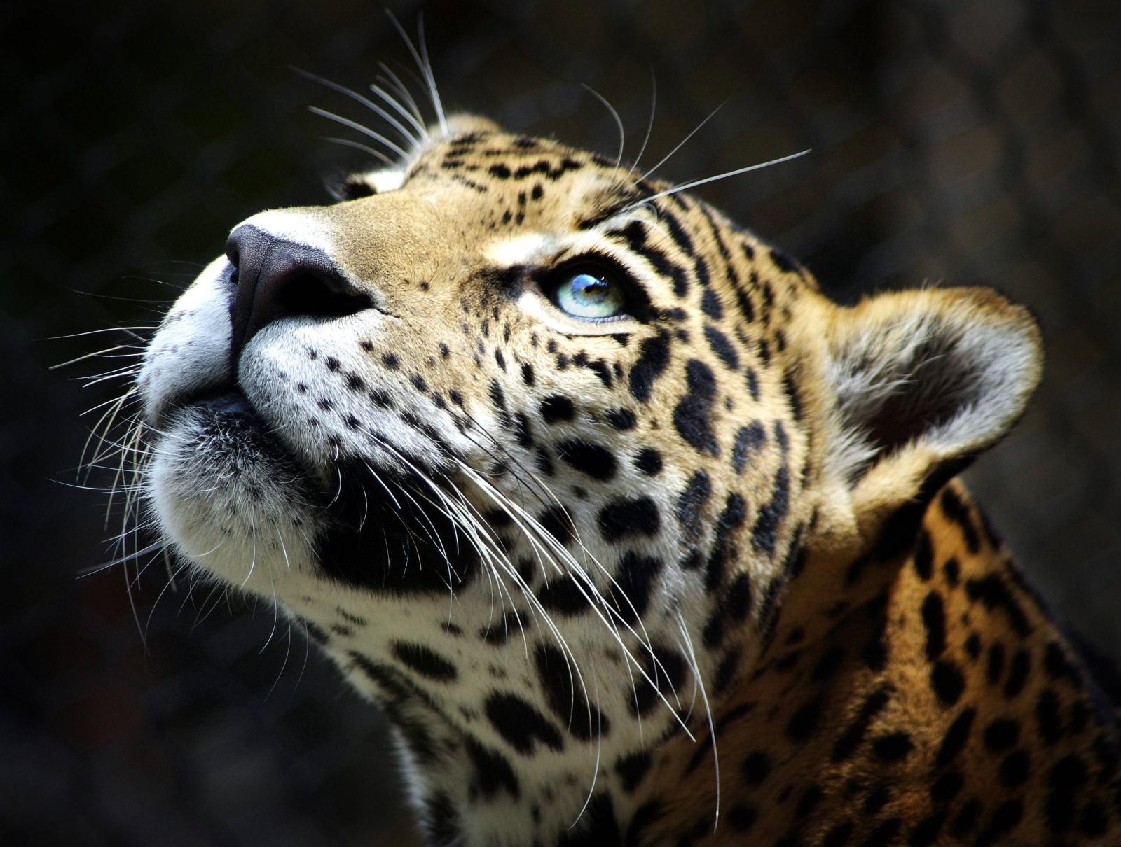 3700x2800 Leopard Wallpapers - Top Free Leopard Backgrounds - WallpaperAccess