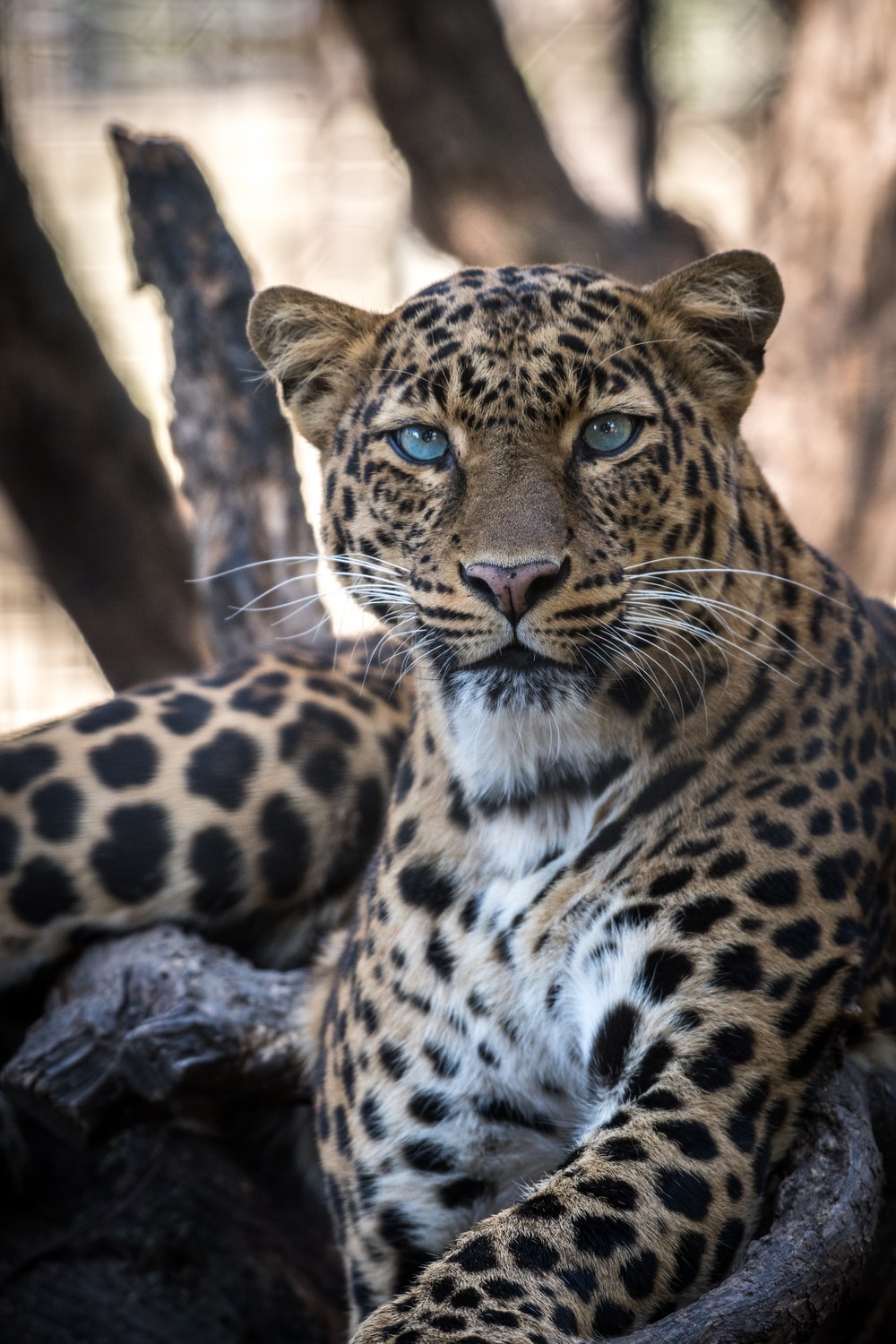 1000x1500 100+ Leopard Pictures | Download Free Images on Unsplash