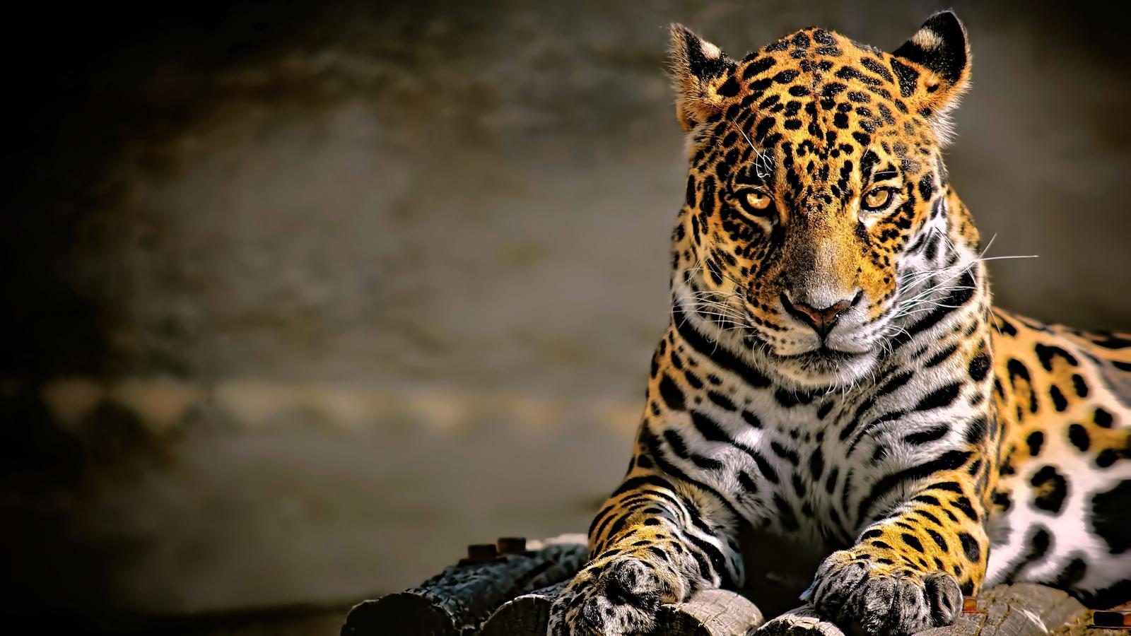 3840x2160 Leopard 4K Wallpapers - Top Free Leopard 4K Backgrounds - WallpaperAccess