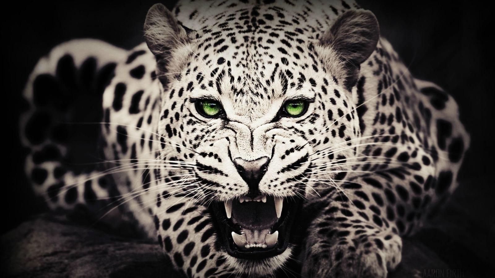 1920x1080 Cool Leopard Wallpapers