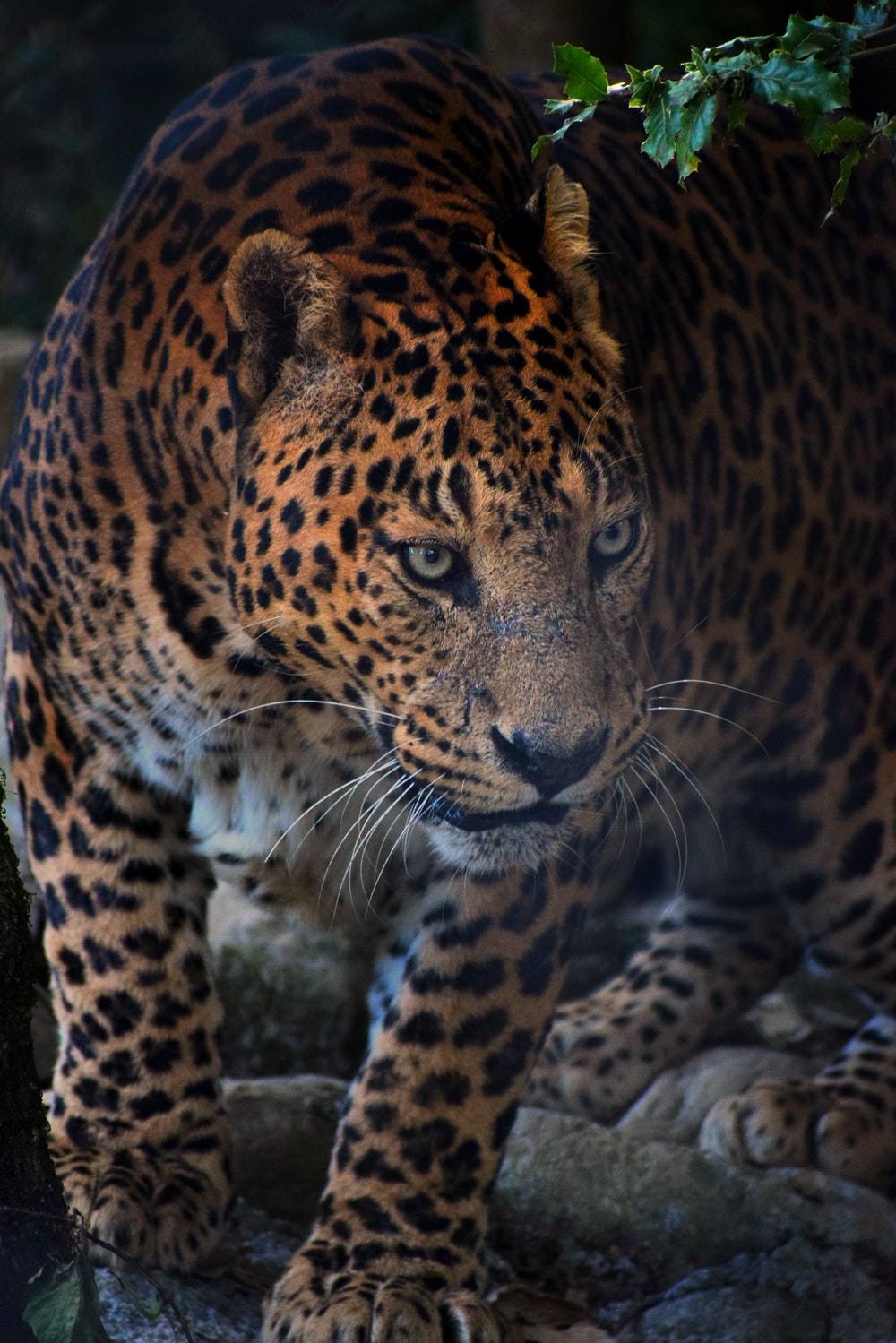 1000x1499 100+ Leopard Pictures | Download Free Images on Unsplash