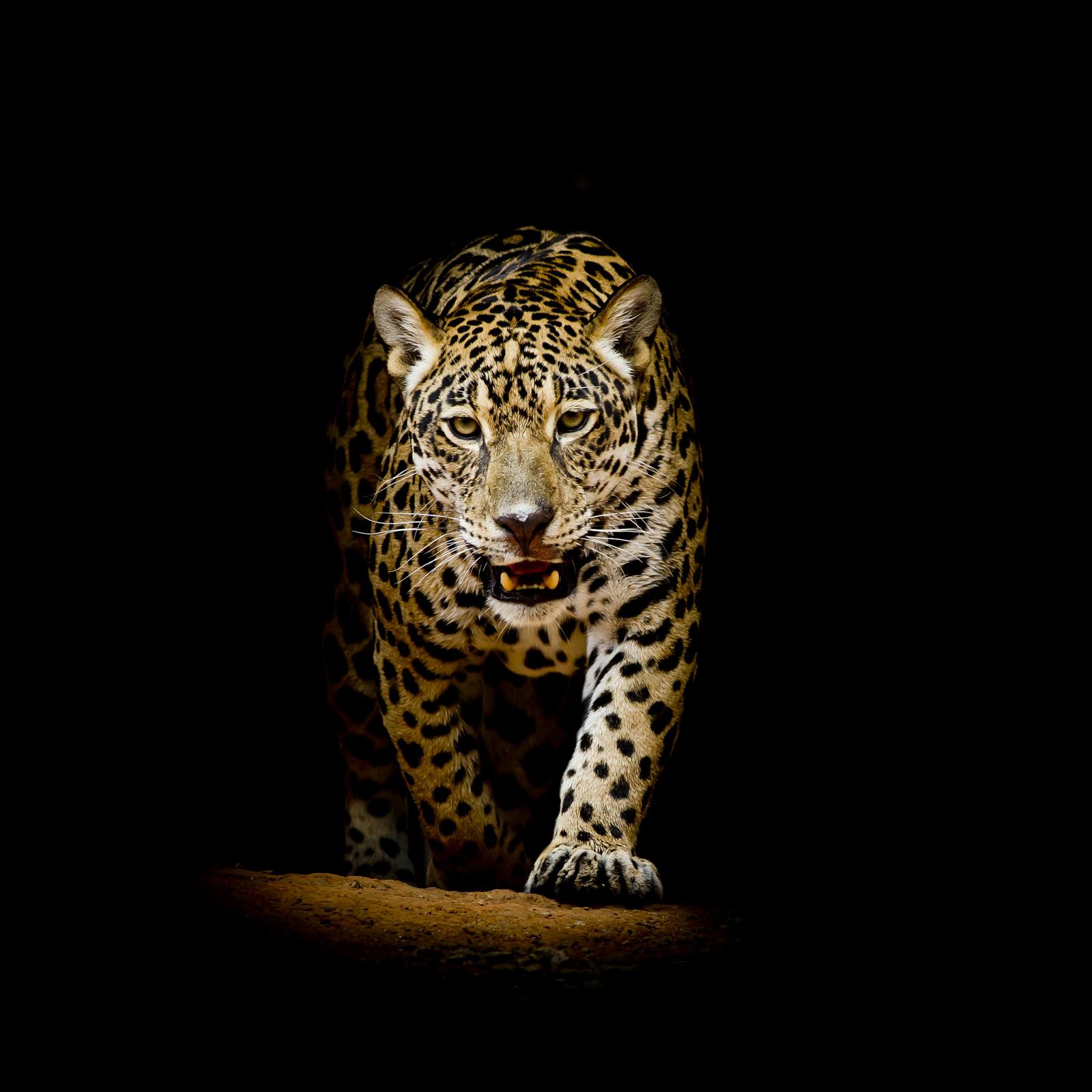 3840x3840 Leopard 4k Black Background, HD Animals, 4k Wallpapers, Images, Backgrounds,  Photos and Pictures
