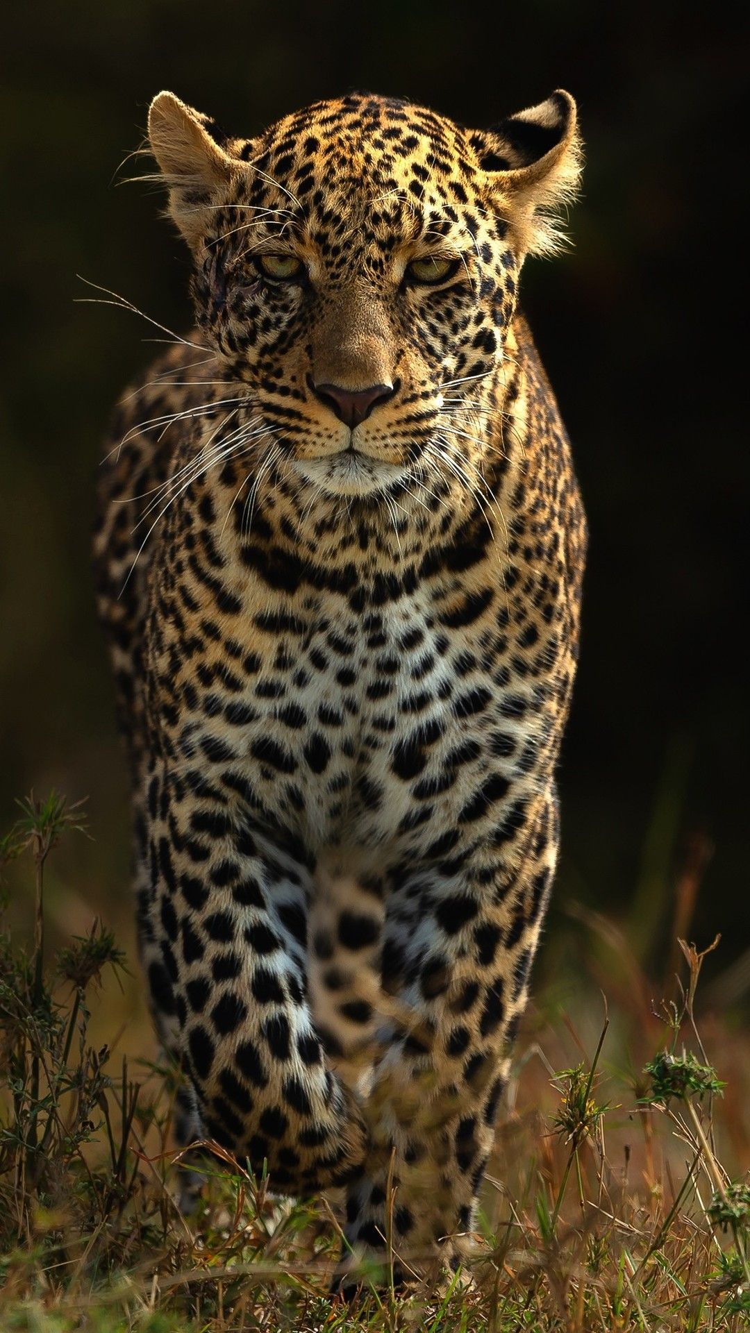 1080x1920 leopard wallpaper | Leopard wallpaper, Leopard pictures, Jaguar wallpaper