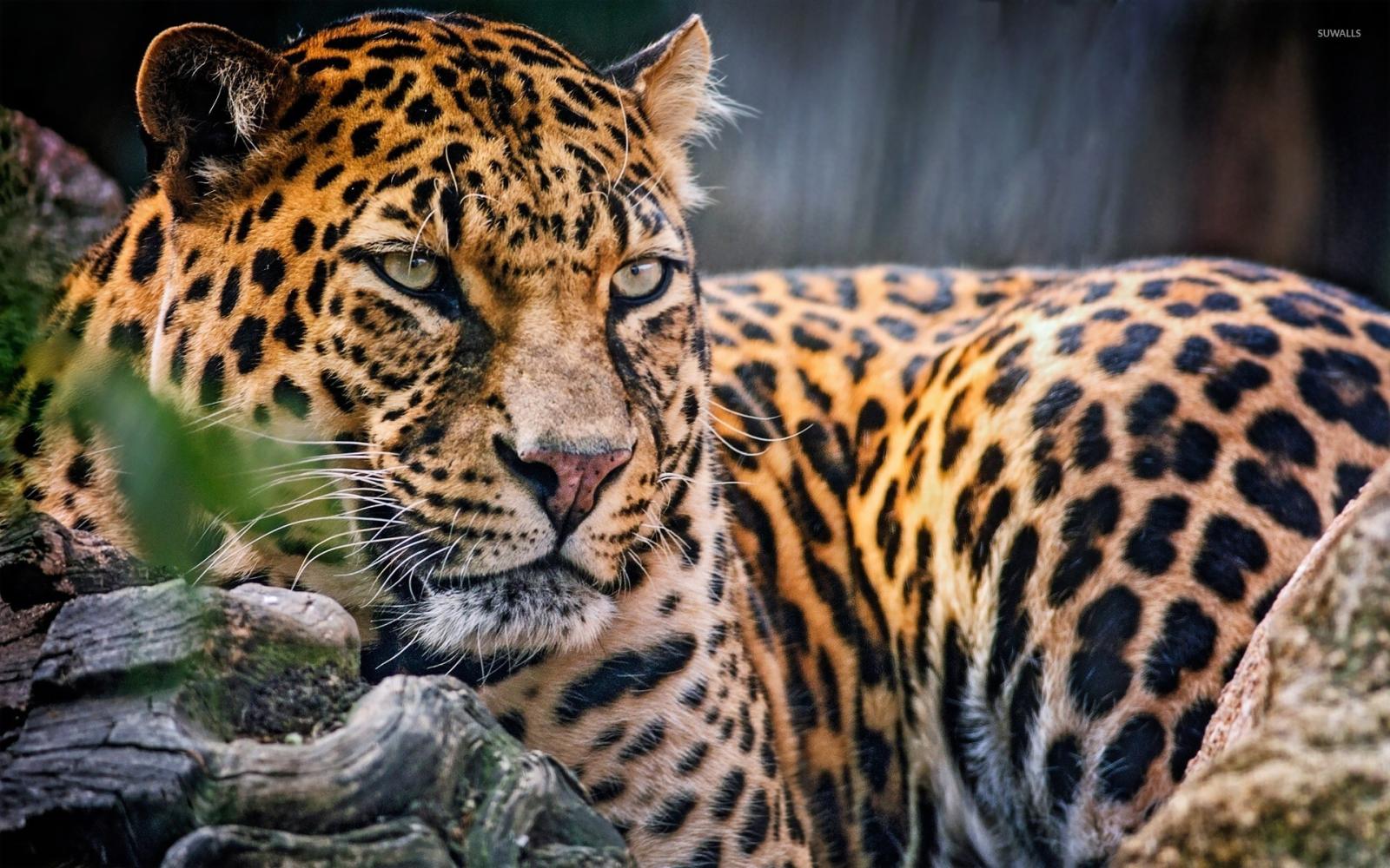 1920x1200 Majestic leopard wallpaper - Animal wallpapers - #26098