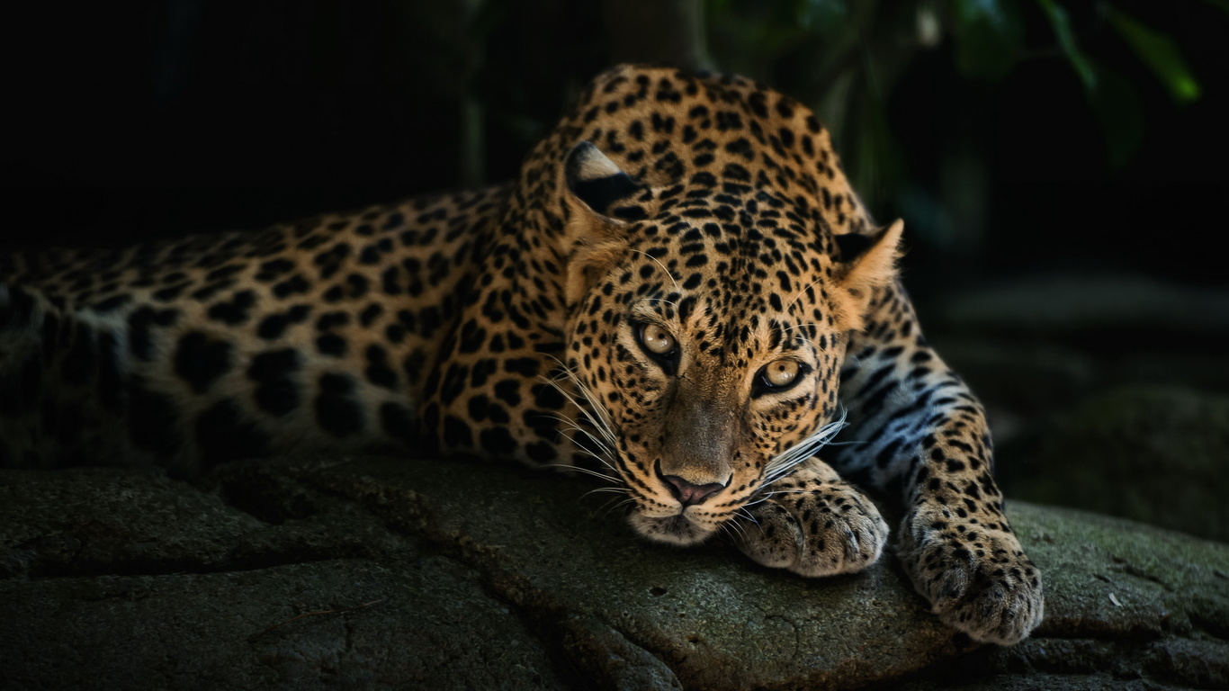 1366x768 1366x768 4k Leopard 1366x768 Resolution HD 4k Wallpapers, Images,  Backgrounds, Photos and Pictures