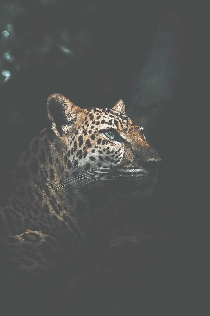 853x1280 Leopard Wallpaper - KoLPaPer - Awesome Free HD Wallpapers