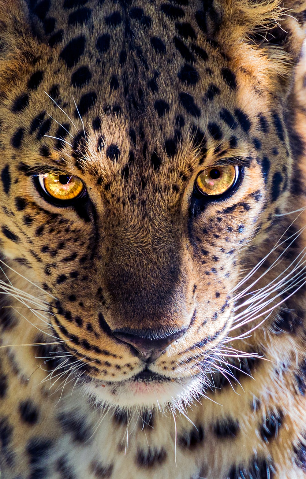1000x1566 100+ Leopard Pictures | Download Free Images on Unsplash