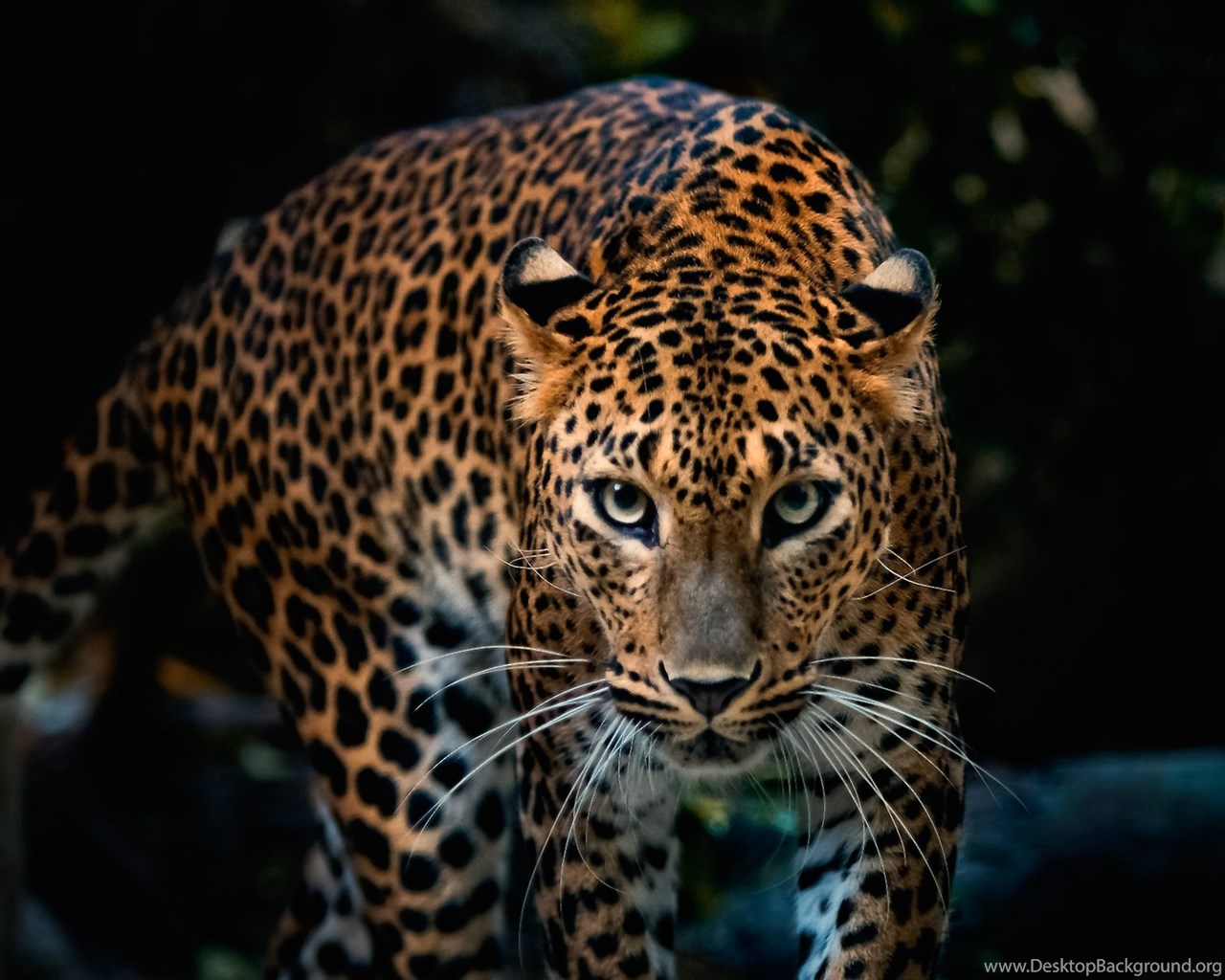 1280x1024 Leopard Wallpapers High Definition Desktop Background