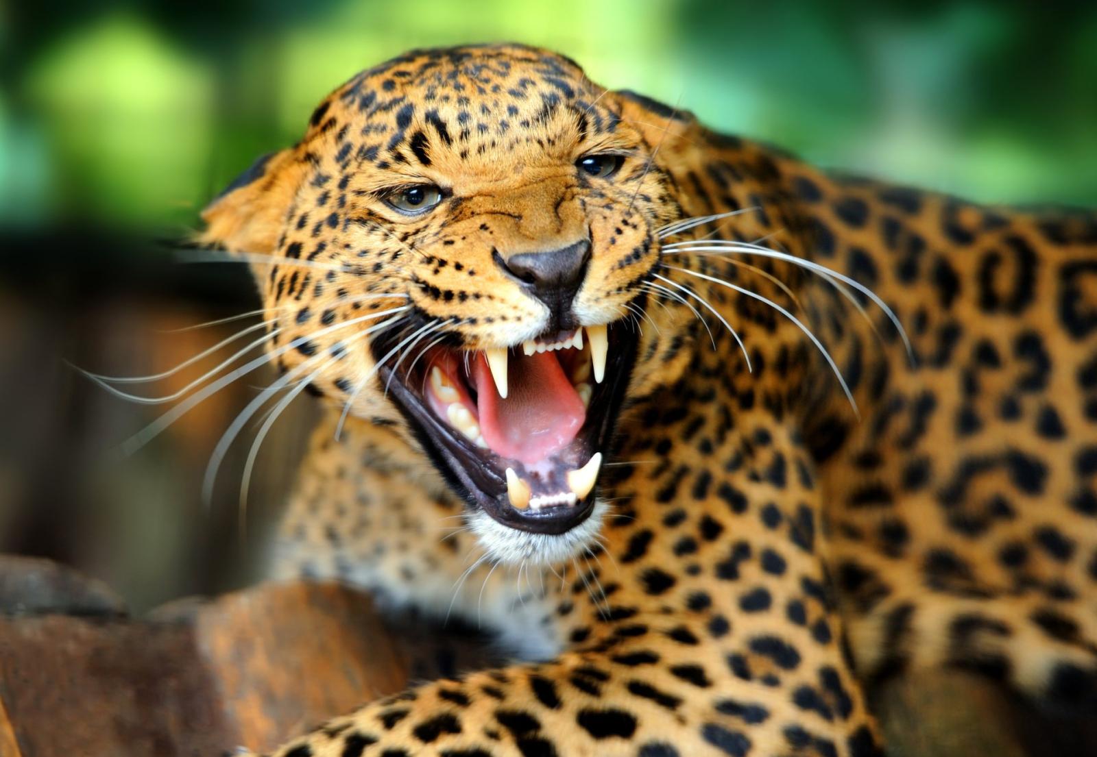 1920x1327 110+ 4K Ultra HD Leopard Wallpapers | Background Images