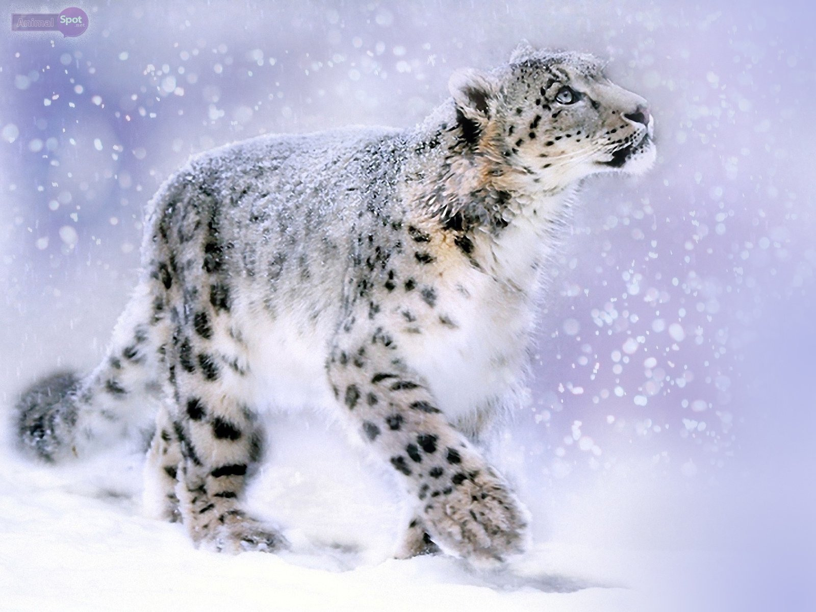 1600x1200 Leopard Wallpapers - Animal Spot