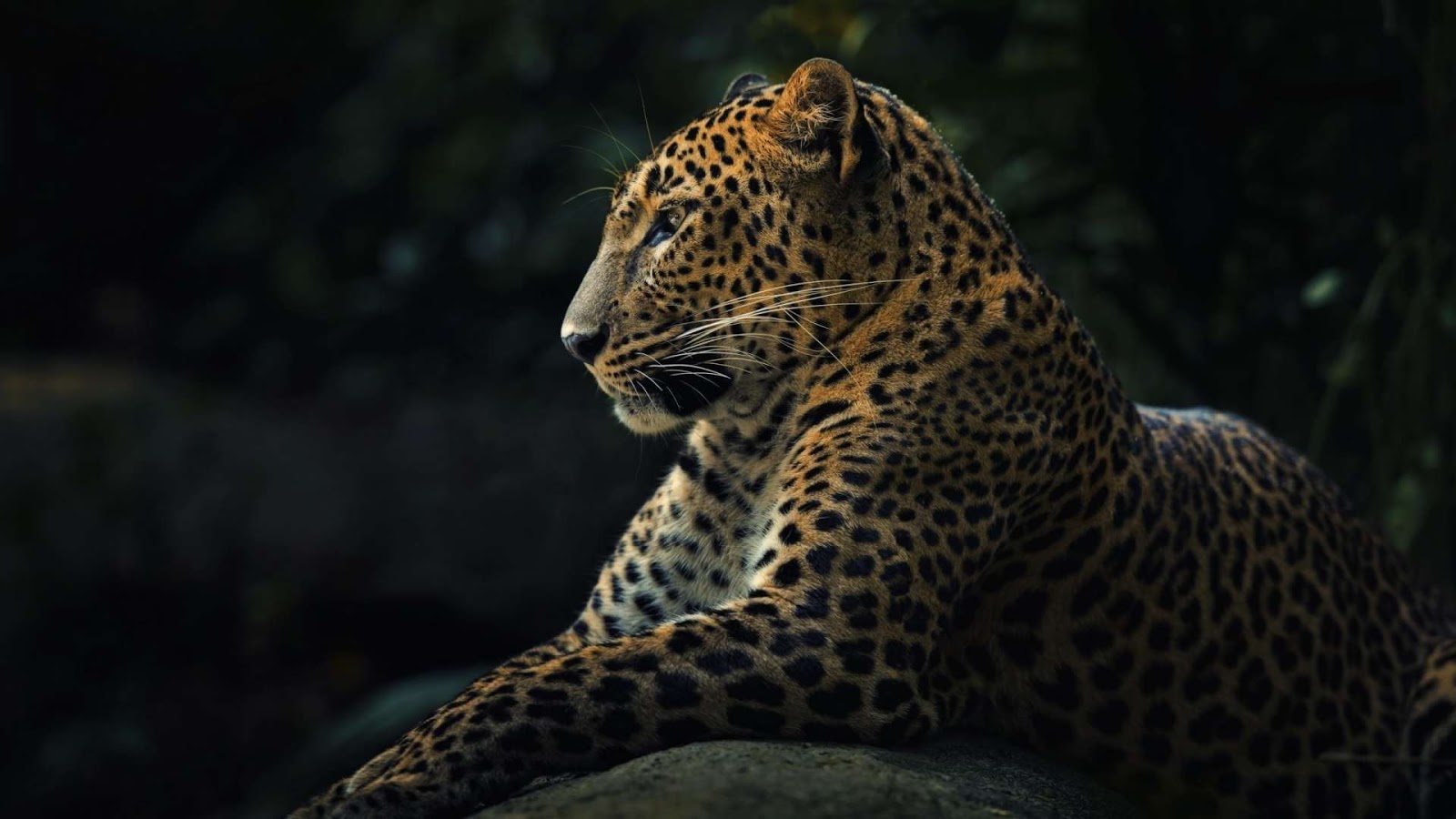 1600x900 Free download Animals Leopard Wallpapers HD Images Latest Photos [1600x900]  for your Desktop, Mobile & Tablet | Explore 64+ Leopard Wallpapers | Snow Leopard  Wallpaper, Zebra Print Wallpaper, Leopard Wallpaper for Bedroom