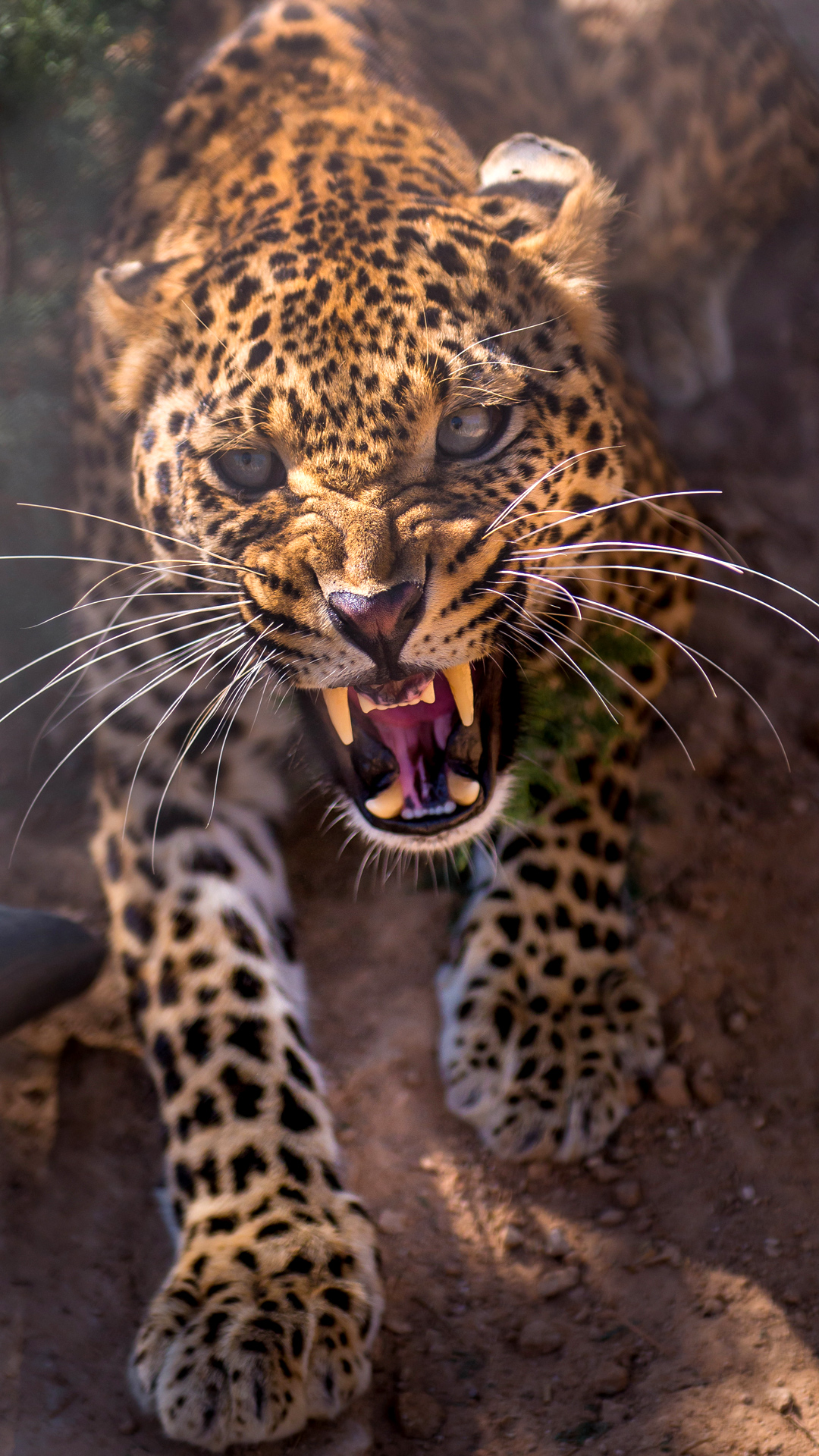 1080x1920 Angry Leopard iPhone 6S Plus Wallpaper​ | Gallery Yopriceville -  High-Quality Images and Transparent PNG Free Clipart