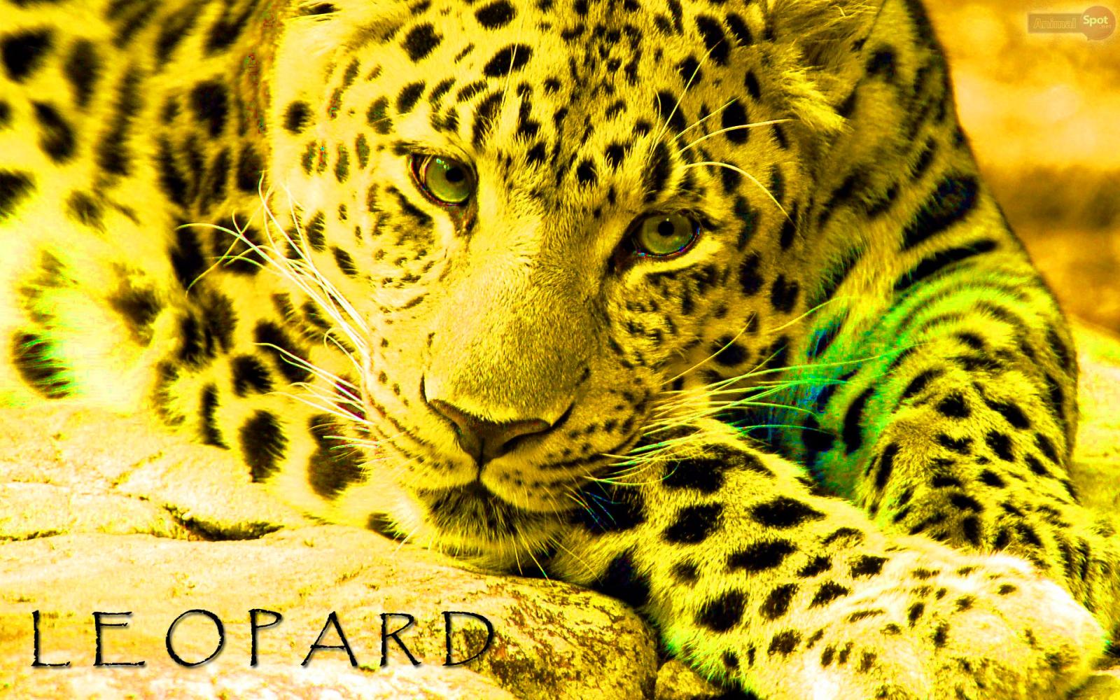 1920x1200 Leopard Wallpapers - Animal Spot
