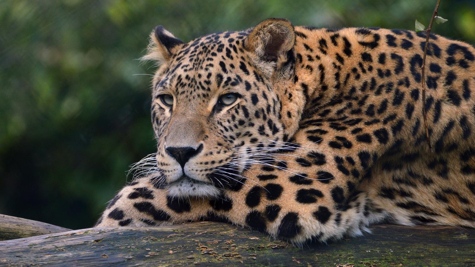 3840x2160 HD Wallpapers for theme: leopard HD wallpapers, backgrounds