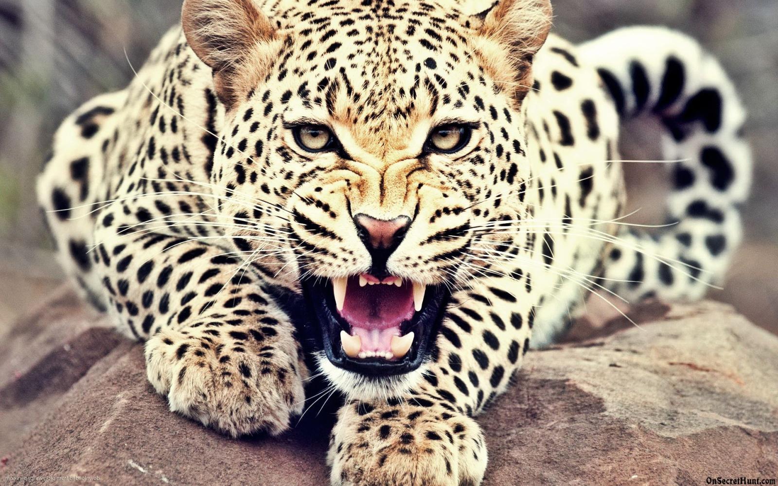 1920x1200 Roaring Leopard - 1920x1200 Wallpaper - teahub.io