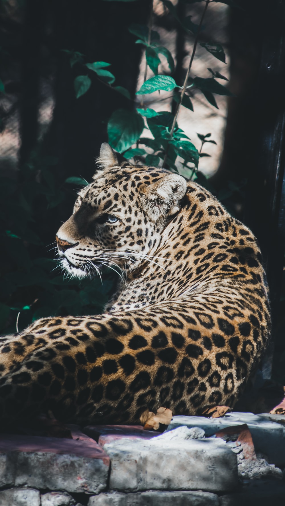 1000x1777 100+ Leopard Pictures | Download Free Images on Unsplash