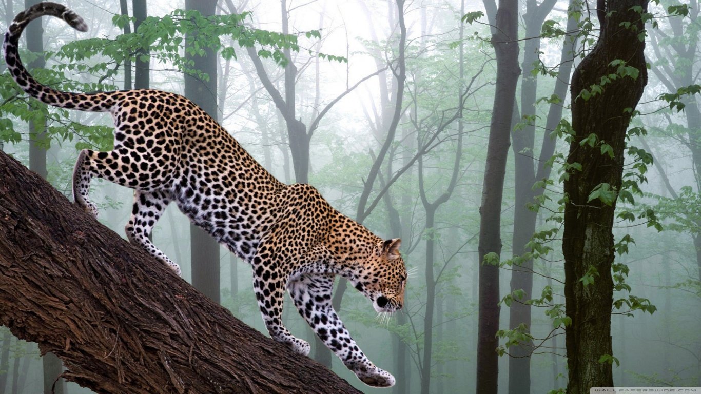 1366x768 Leopard wallpapers 1366x768 (laptop) desktop backgrounds