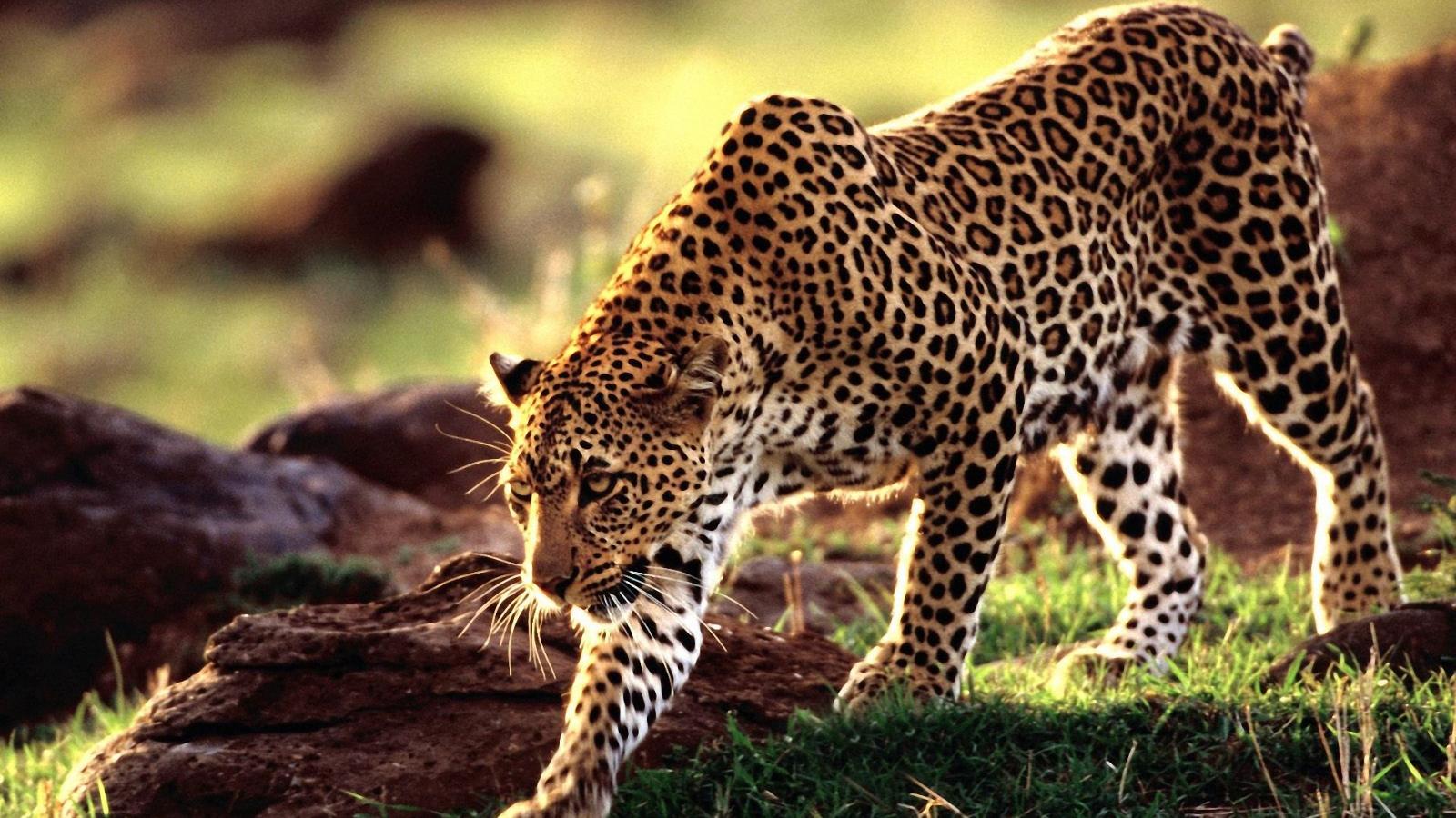 1920x1080 Stunning Leopard wallpaper | 1920x1080 | #14371