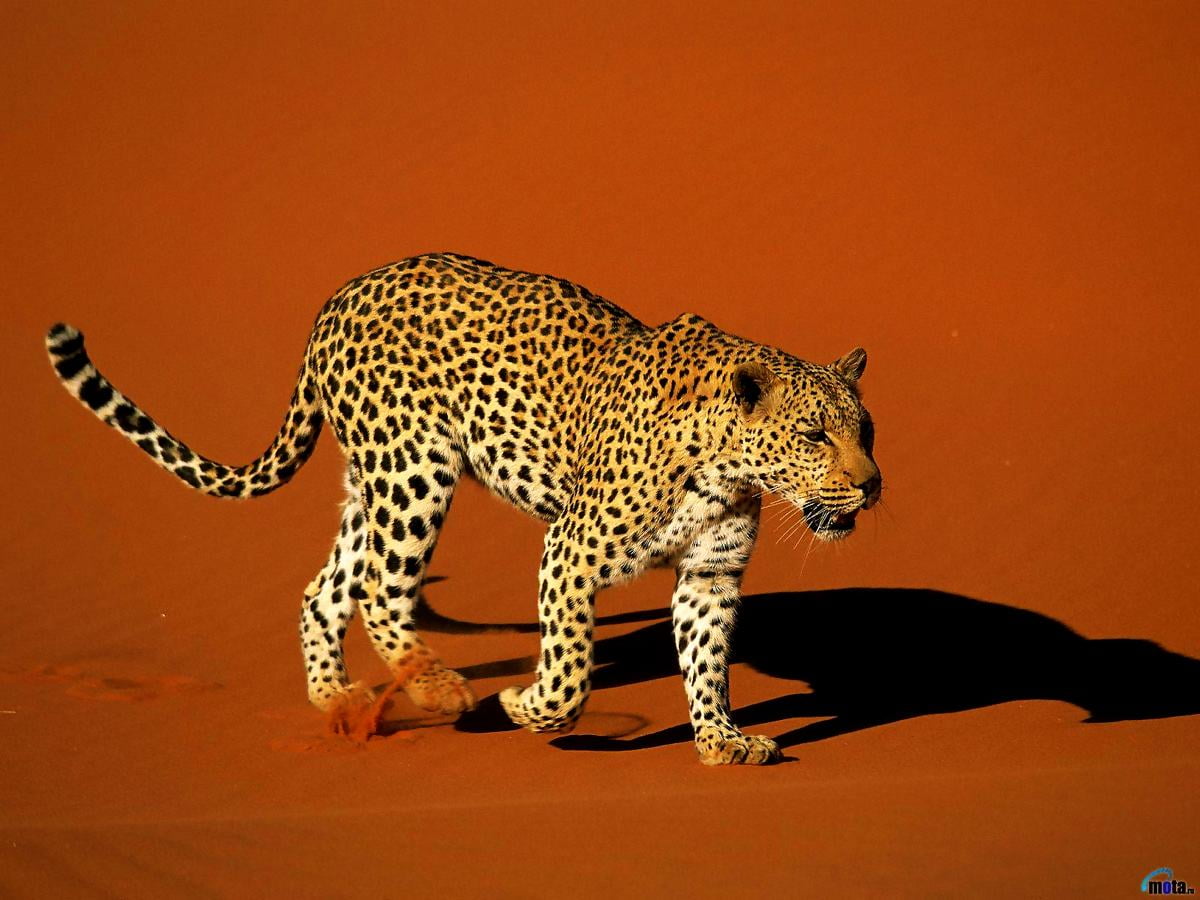 1200x900 40+ Leopard wallpapers HD | Download Free backgrounds