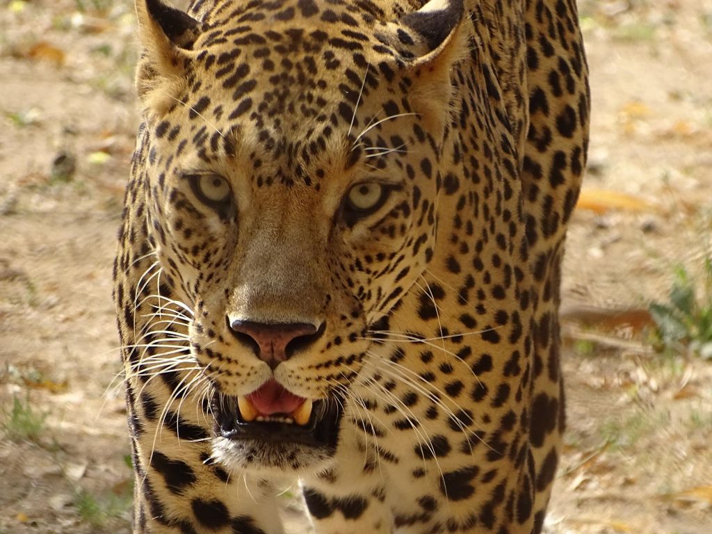 1024x768 Leopard 4K wallpapers for your desktop or mobile screen free and easy to  download