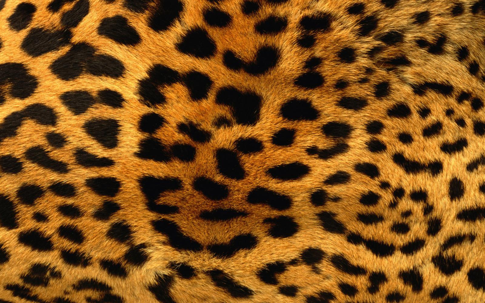 1920x1200 43+] HD Leopard Print Wallpaper on WallpaperSafari