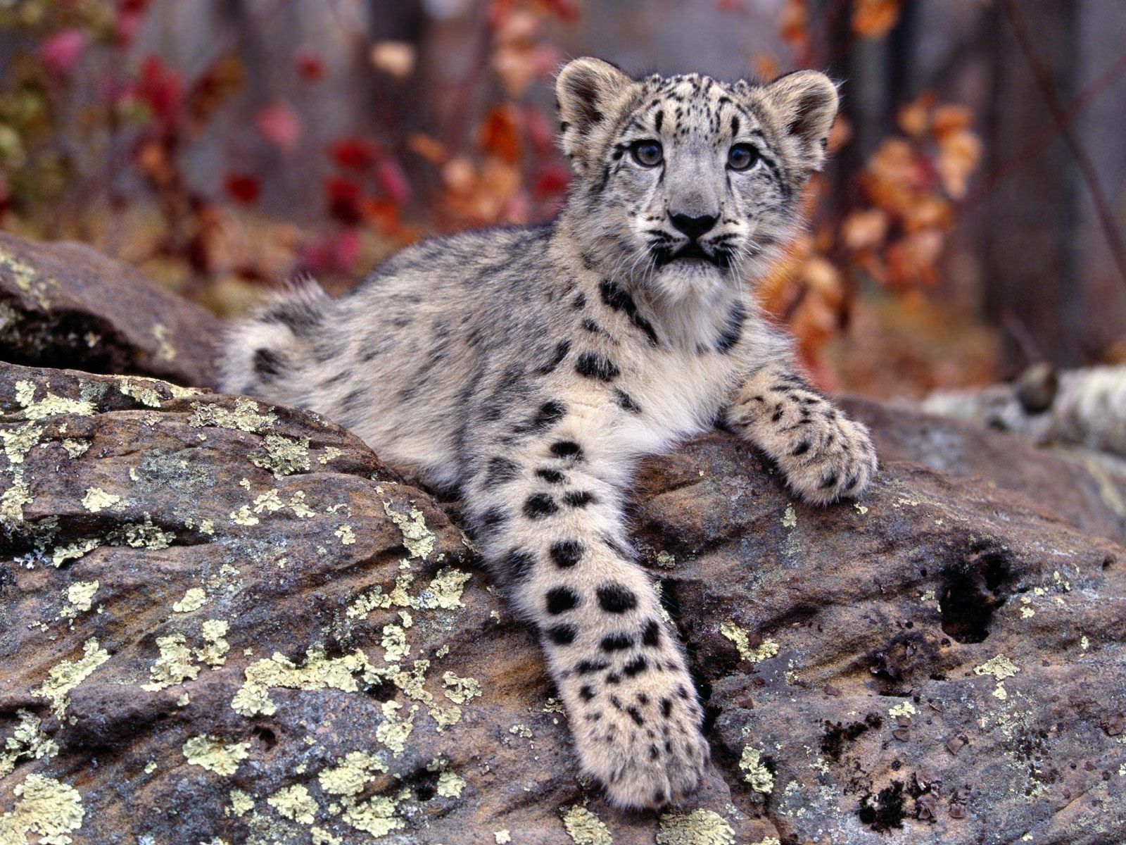 1600x1200 Baby Snow Leopard Wallpapers - Top Free Baby Snow Leopard Backgrounds -  WallpaperAccess