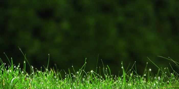 2560x1600 Grass Desktop Wallpapers - Top Free Grass Desktop Backgrounds -  WallpaperAccess
