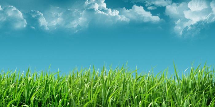 1920x1080 Grass Wallpapers - Top Free Grass Backgrounds - WallpaperAccess