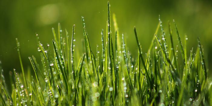 3840x2160 Grass Wallpapers