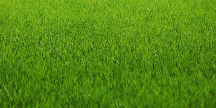 1366x768 Grass wallpaper | 1366x768 | #43166