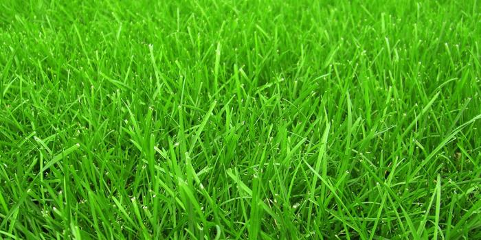 1280x800 47+] Grass Wallpaper Images on WallpaperSafari