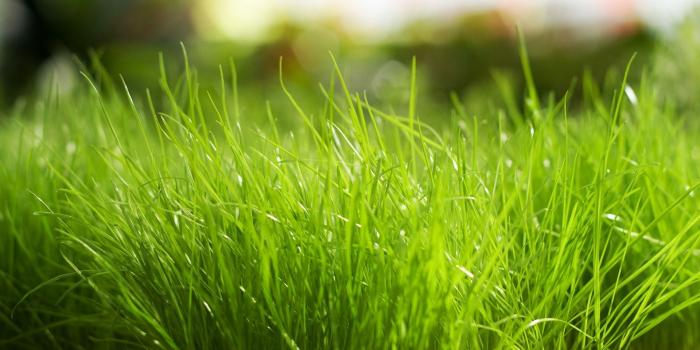 1920x1080 The HD wallpaper 1080p depicting nature's glory are the wallpapers that we  can consider applying on our deskt… | Grass wallpaper, Hd nature wallpapers,  Healthy lawn