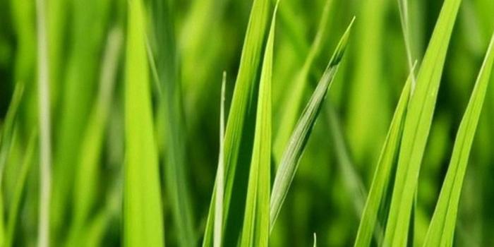 1080x1920 Grass Wallpaper Android - 2021 Android Wallpapers