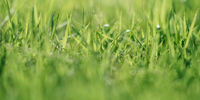 1000x1498 900+ Grass Background Images: Download HD Backgrounds on Unsplash