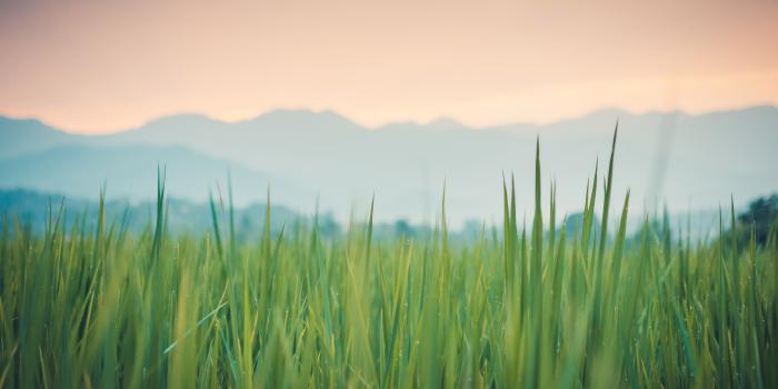 3840x2160 Grass 4k, HD Nature, 4k Wallpapers, Images, Backgrounds, Photos and Pictures